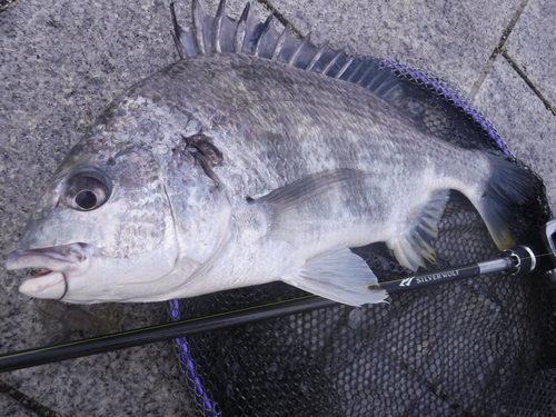 キビレの釣果