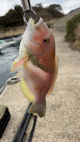 イラの釣果