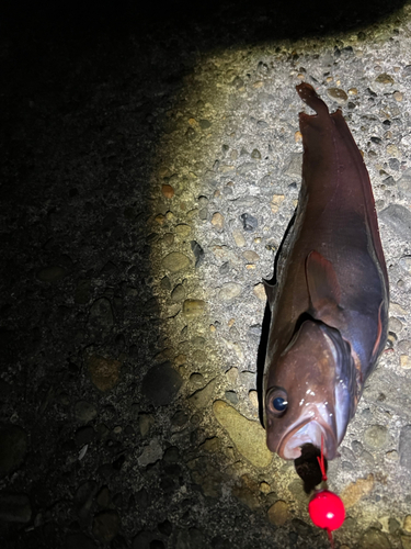 エゾイソアイナメの釣果