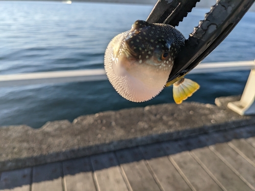 クサフグの釣果