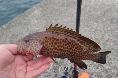 オオモンハタの釣果