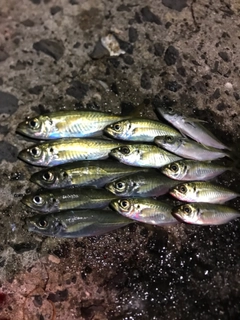 アジの釣果