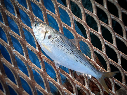 コノシロの釣果