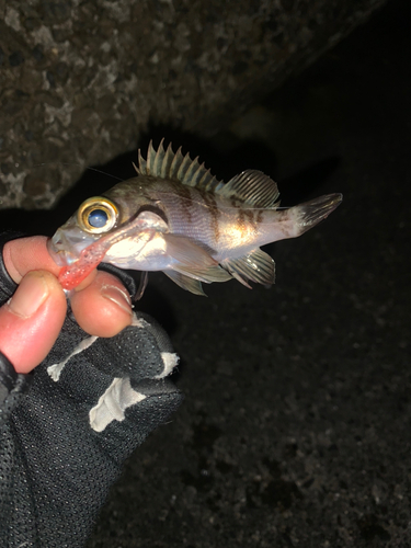 メバルの釣果