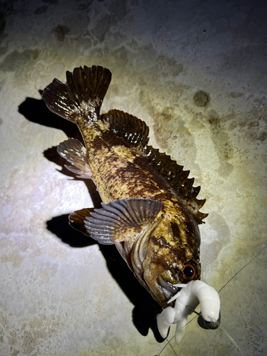 ベッコウゾイの釣果