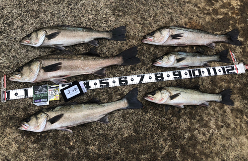 スズキの釣果