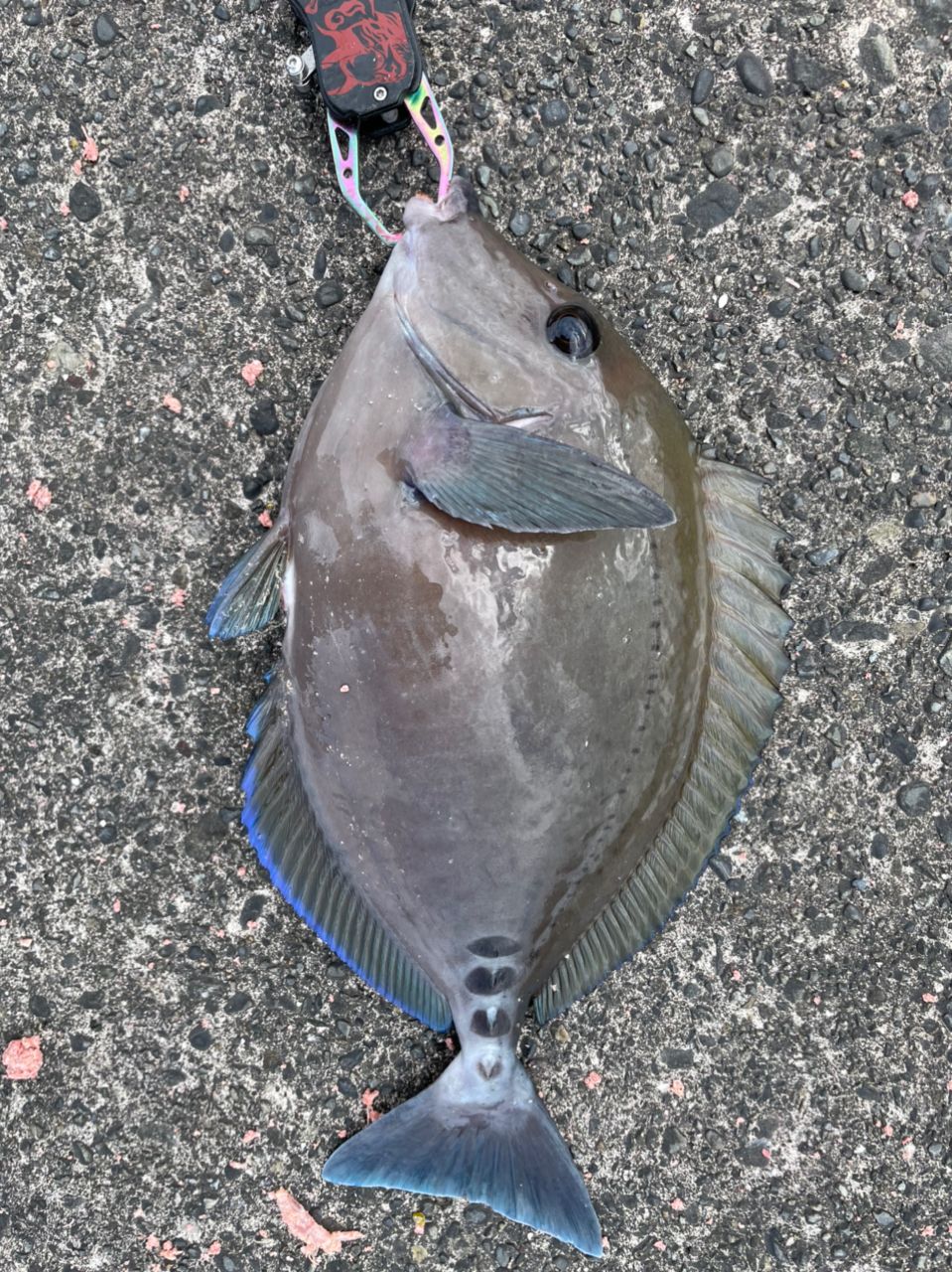 よしよし0929さんの釣果 2枚目の画像