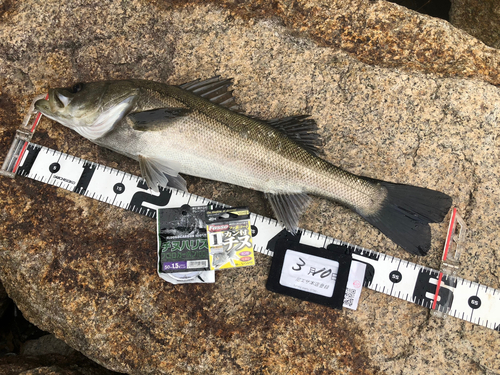 スズキの釣果