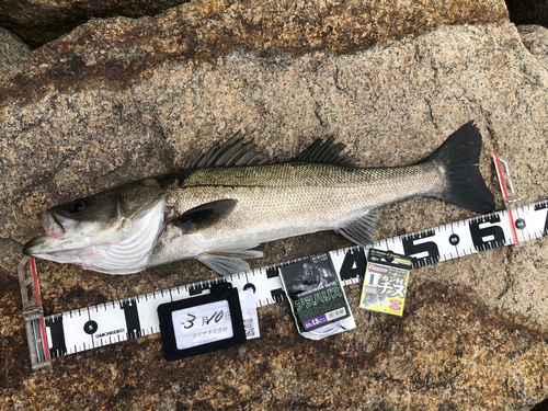 スズキの釣果