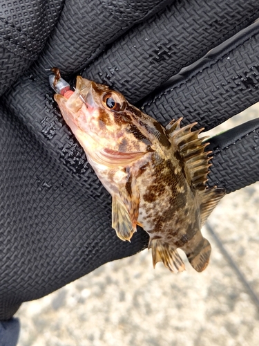 タケノコメバルの釣果