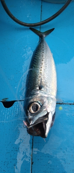 サバの釣果