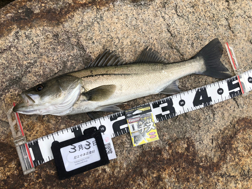 ハネ（マルスズキ）の釣果