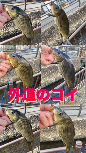 コイの釣果