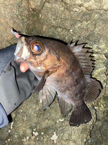 メバルの釣果