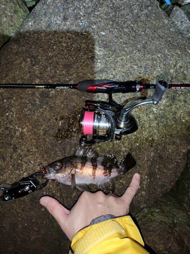 シロメバルの釣果