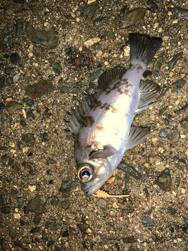 メバルの釣果