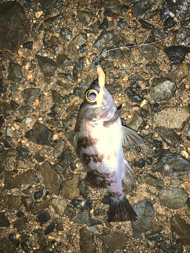 メバルの釣果