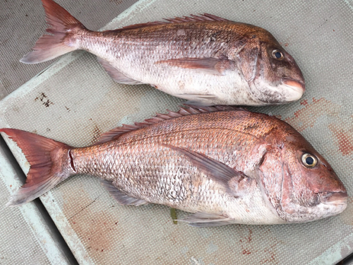 マダイの釣果