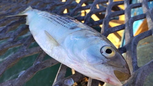 コノシロの釣果