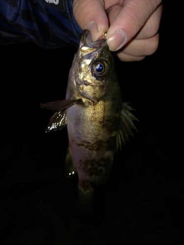 シロメバルの釣果