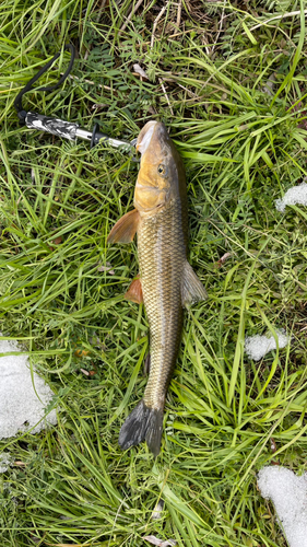 ニゴイの釣果