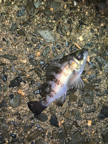 メバルの釣果