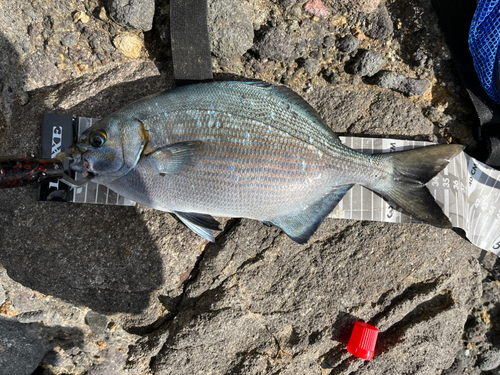 イスズミの釣果