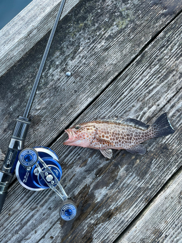 オオモンハタの釣果