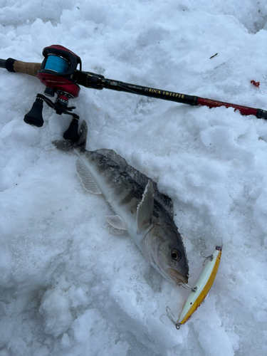 ホッケの釣果