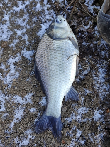 フナの釣果