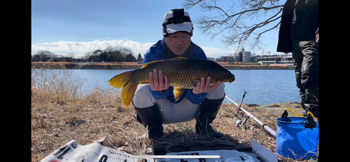 コイの釣果