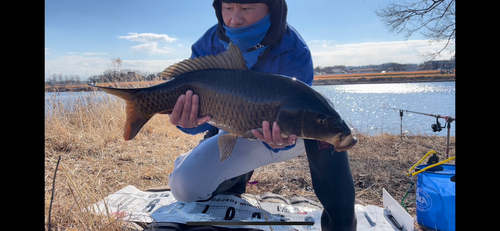 コイの釣果