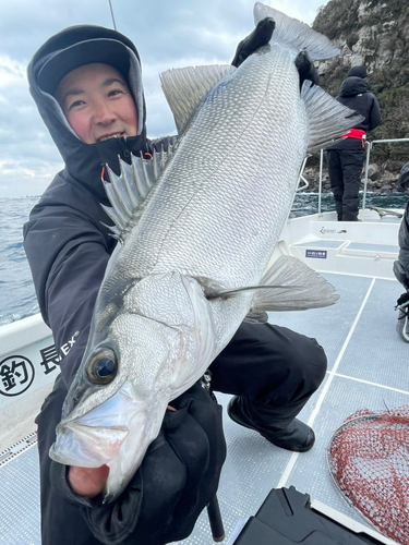 ヒラスズキの釣果