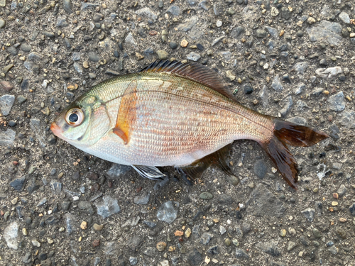 ウミタナゴの釣果