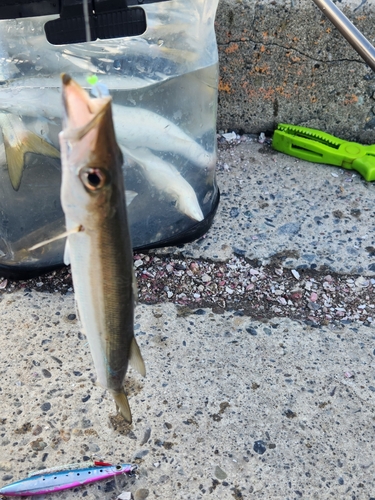 カマスの釣果