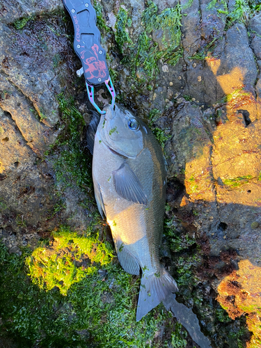 メジナの釣果