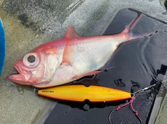 キンメダイの釣果