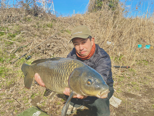 コイの釣果