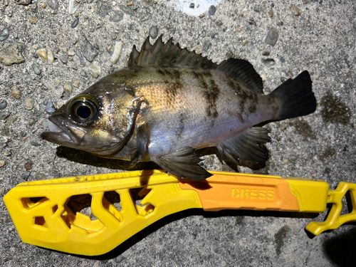 アカメバルの釣果