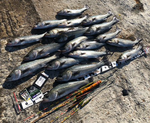 ハネ（マルスズキ）の釣果