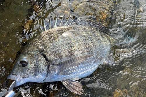 ミナミクロダイの釣果