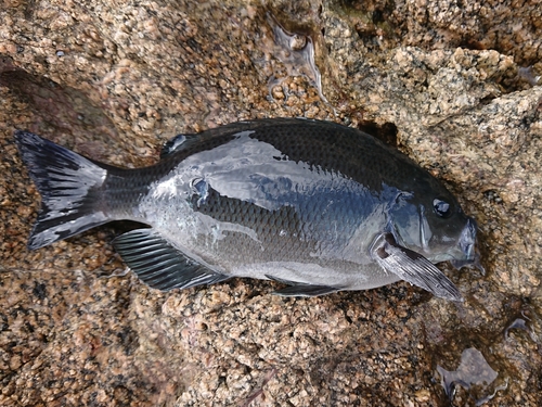 クチブトグレの釣果