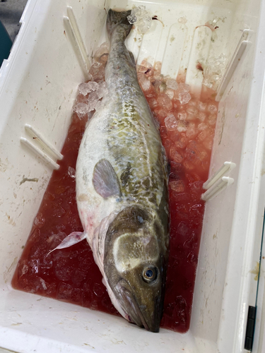 タラの釣果