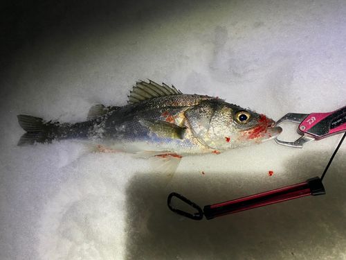 シーバスの釣果