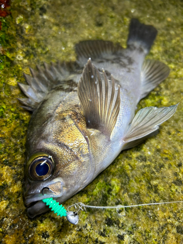 シロメバルの釣果