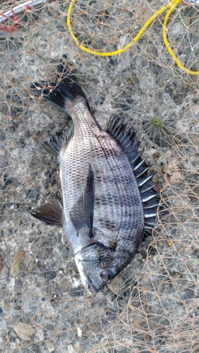 チヌの釣果