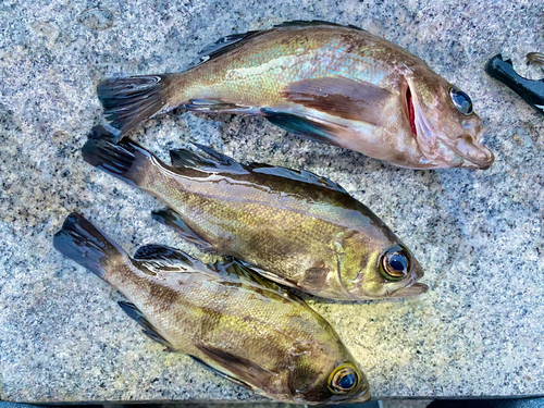 シロメバルの釣果