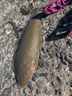 シタビラメの釣果