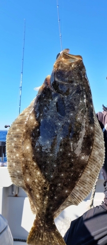 ワラサの釣果