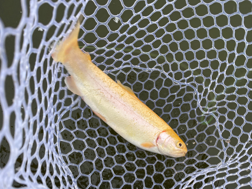 ニジマスの釣果